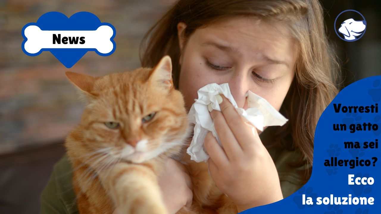 allergia gatto