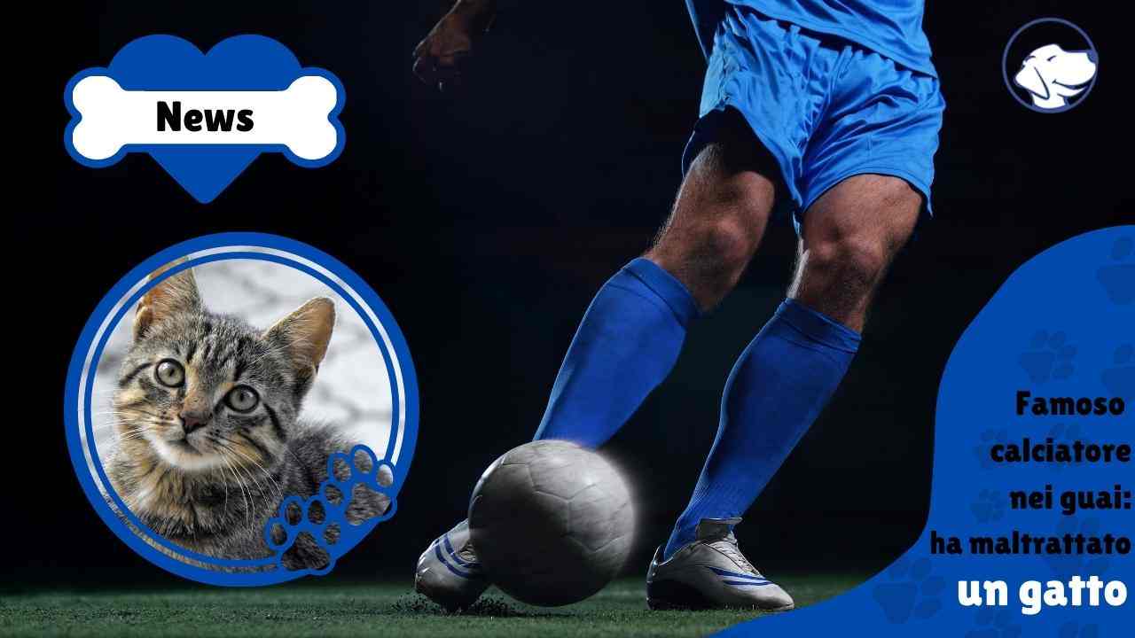 calciatore maltratta gatto