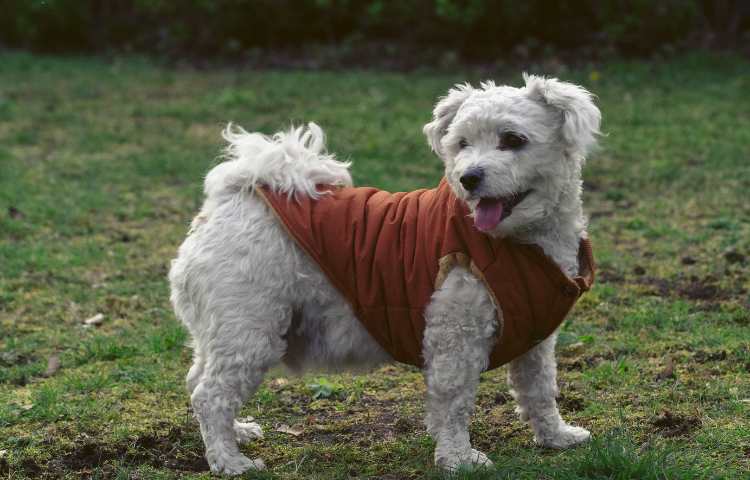 cane cappotto