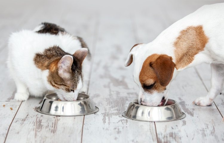cane e gatto cibo 