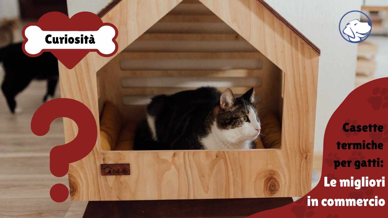 case termiche per gatti