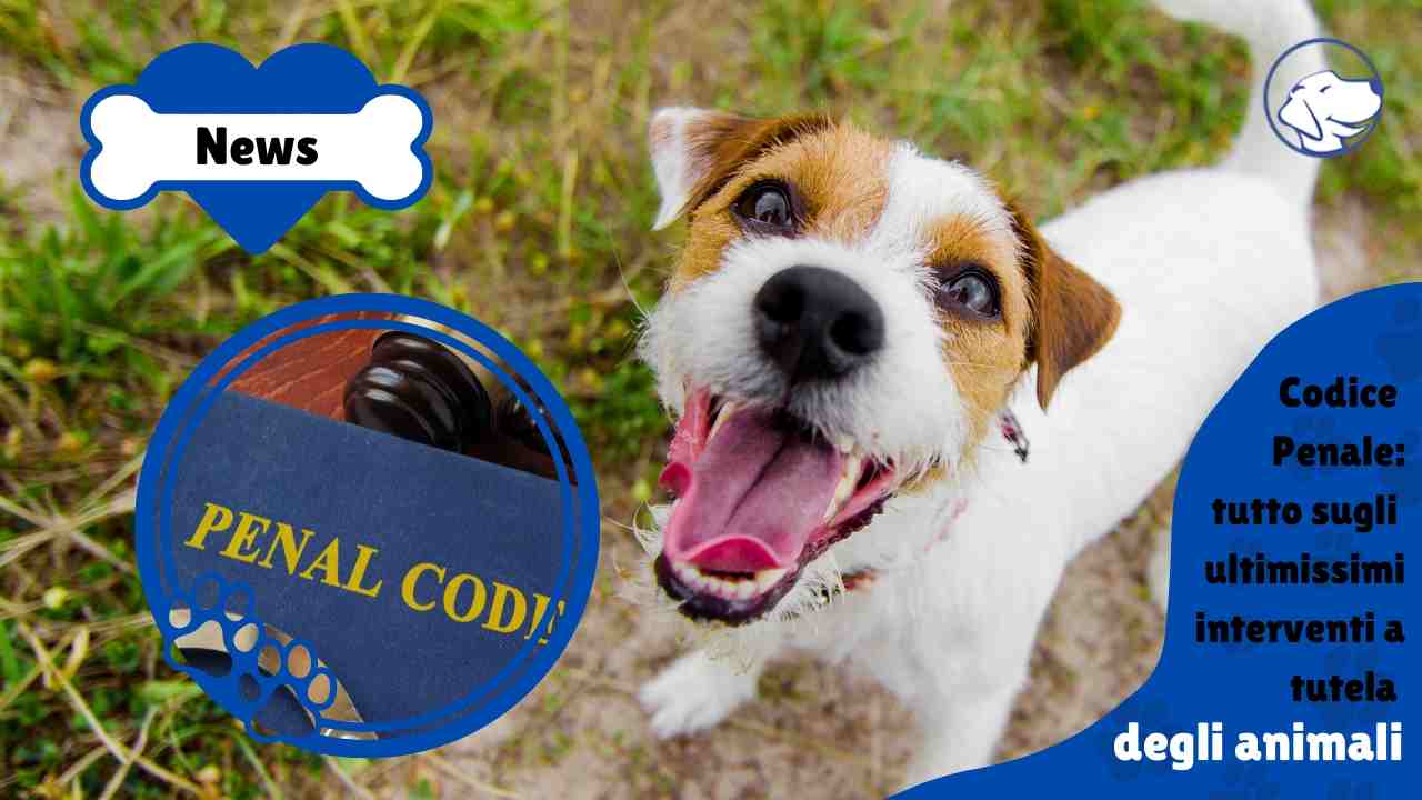 codice penale misura animali