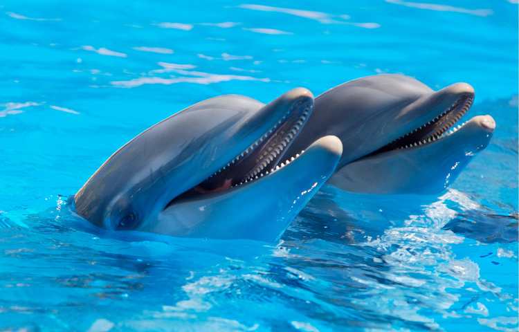 delfini tamigi