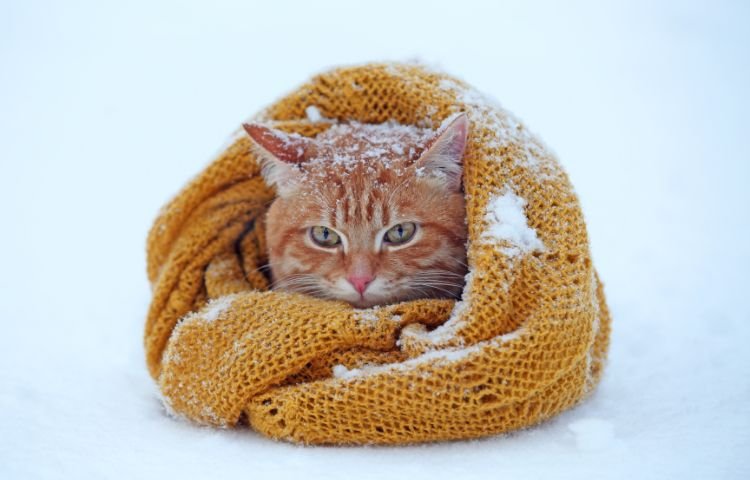 gatto sciarpa