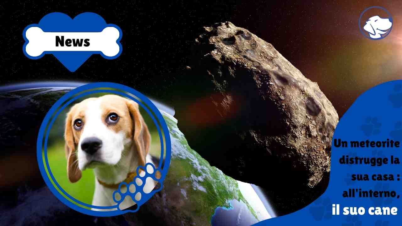cane colpito meteorite