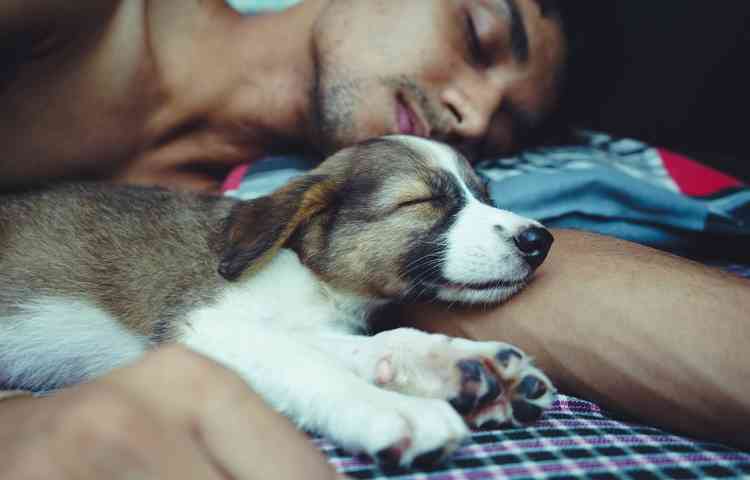 Perché ai cani piace dormire vicino a noi