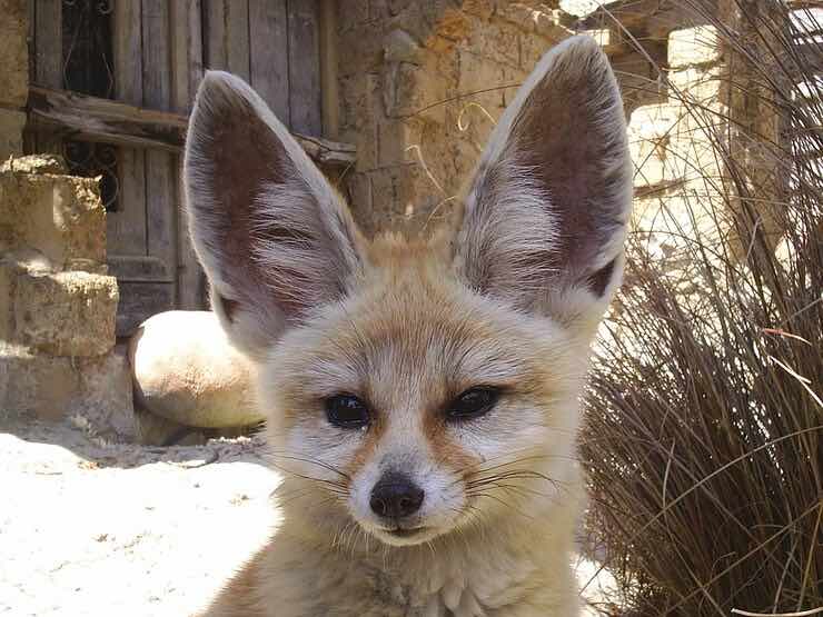 Volpe fennec 