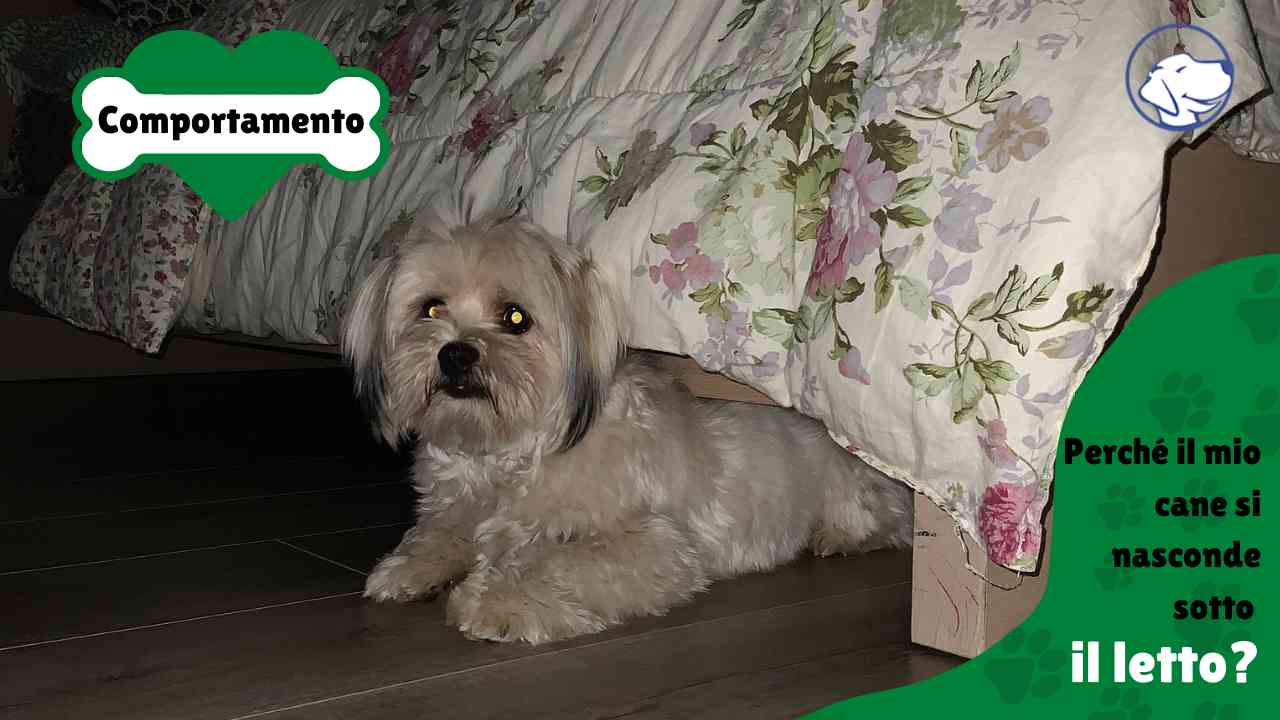 Perché il mio cane si nasconde sotto il letto