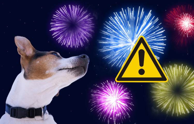 cane fuochi d'artificio