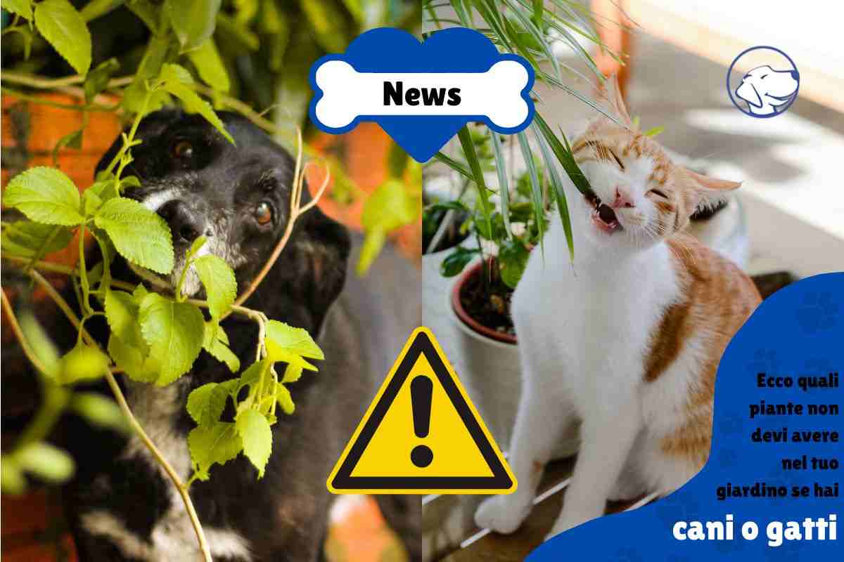 cani gatti piante tossiche