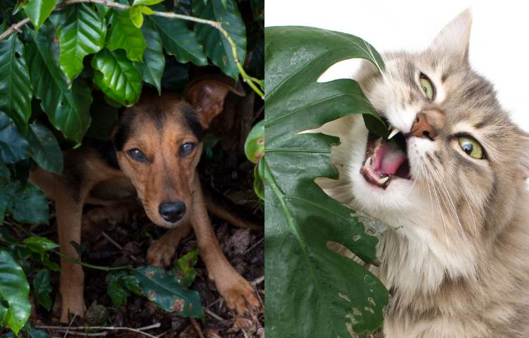 cani gatti piante tossiche 