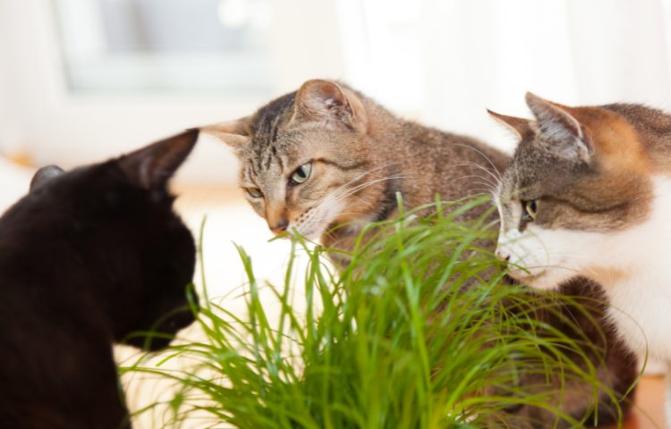 gatti attorno erba