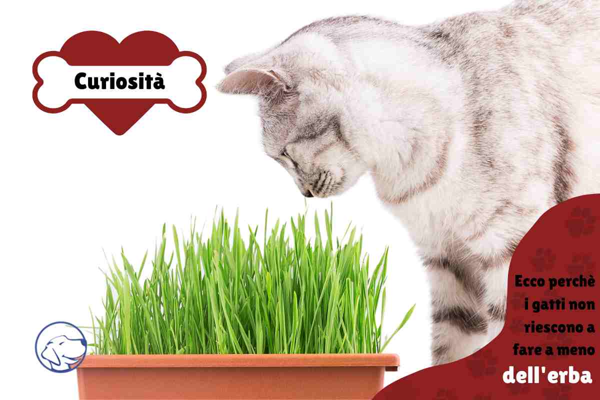 gatti mangiano erba