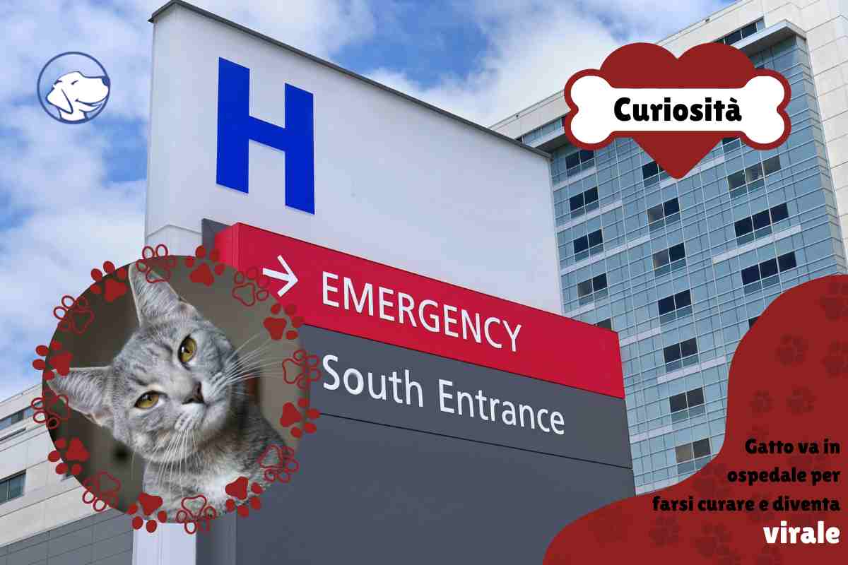 gatto va in ospedale