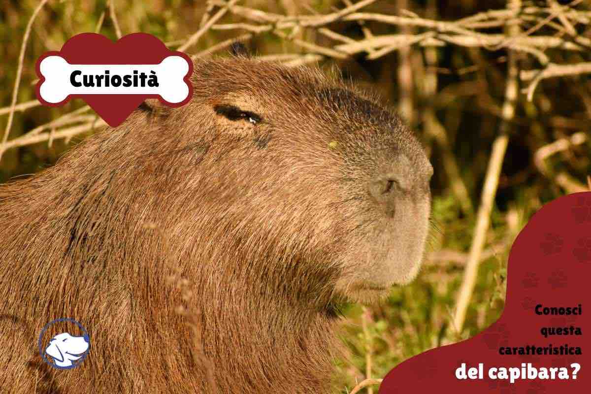 Il capibara