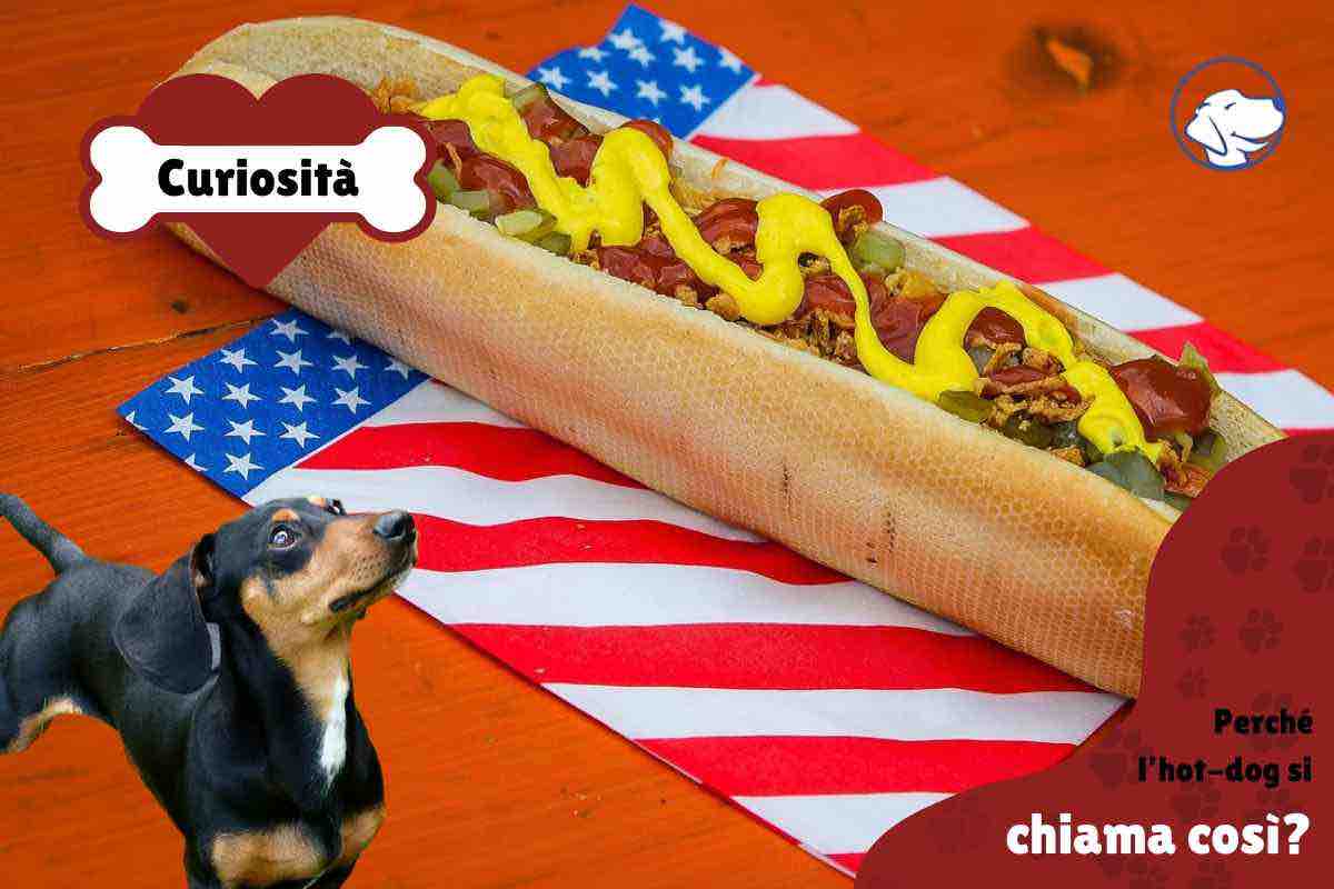 Hot-dog con bassotto