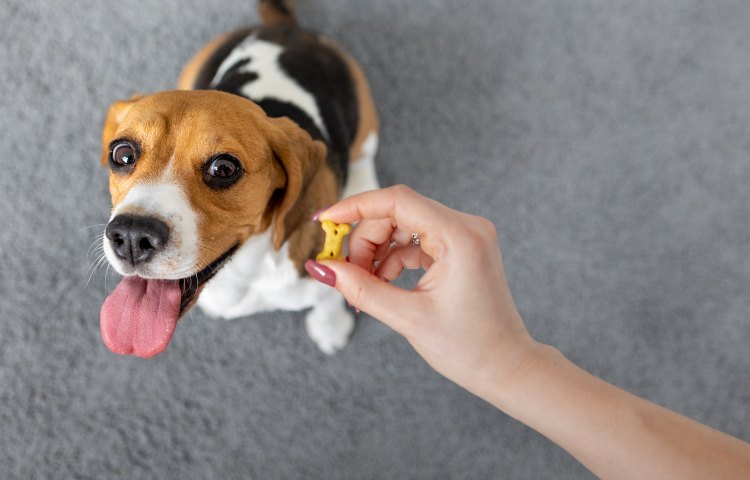 cane mangia biscotto 