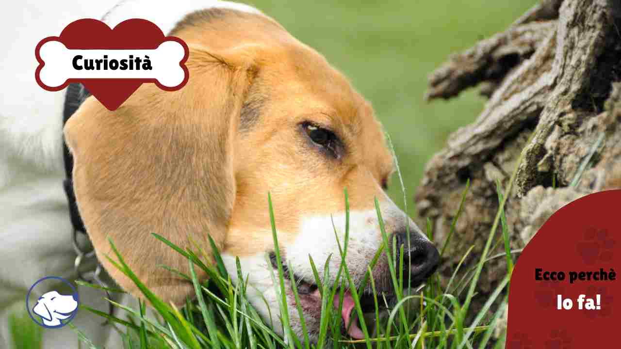 il cane mangia l'erba