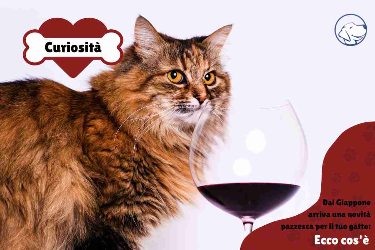gatto beve vino