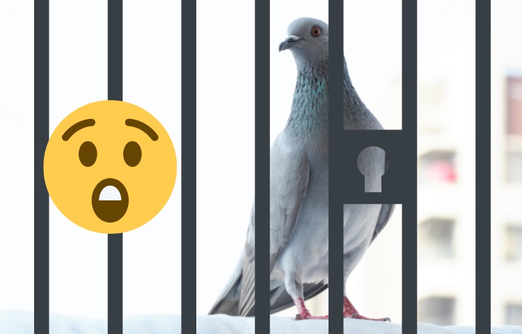 piccione in cella