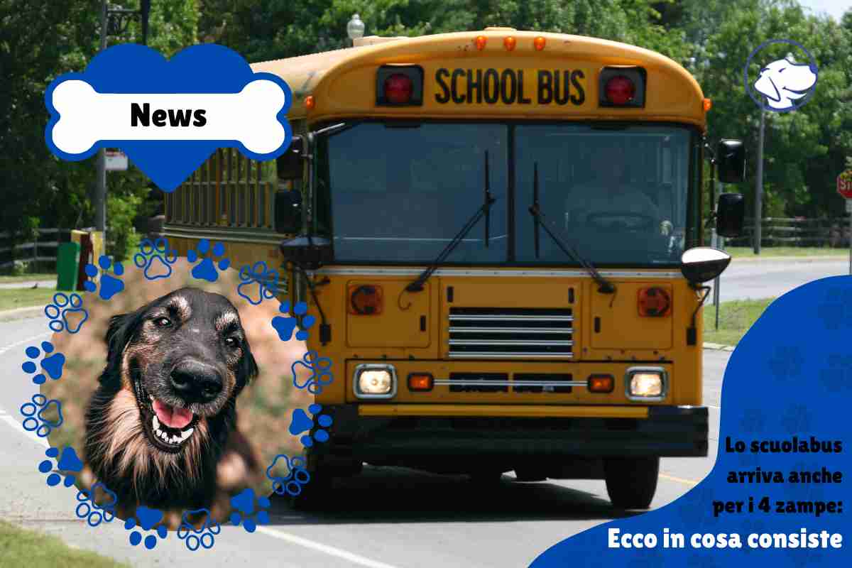 scuolabus per cani