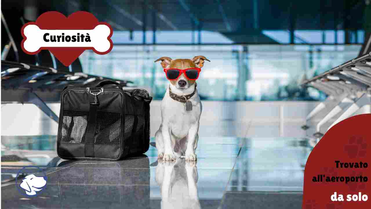 cane solo all'aeroporto