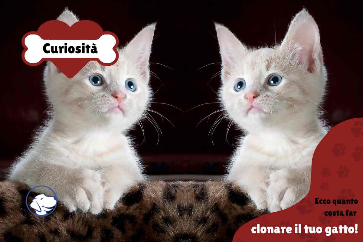 Gatti clonati