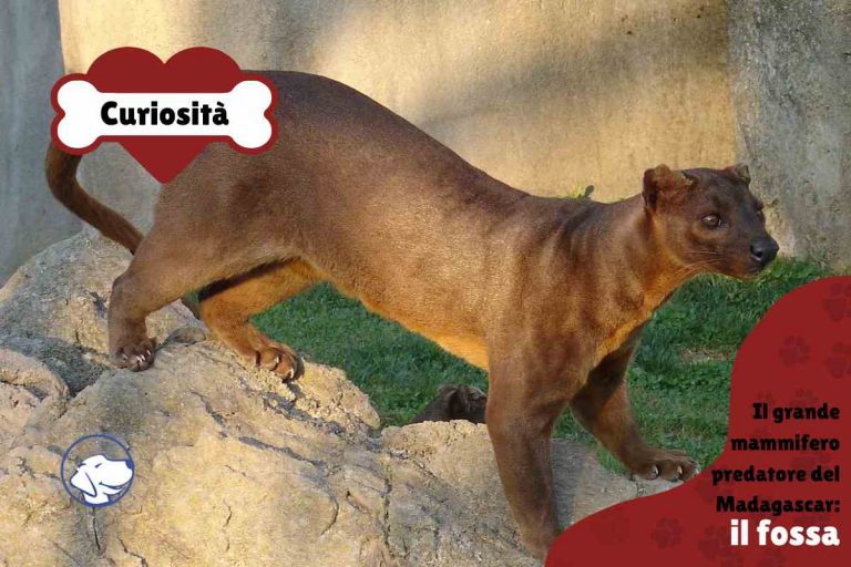 Il fossa: il grande mammifero predatore del Madagascar - News.cani.it