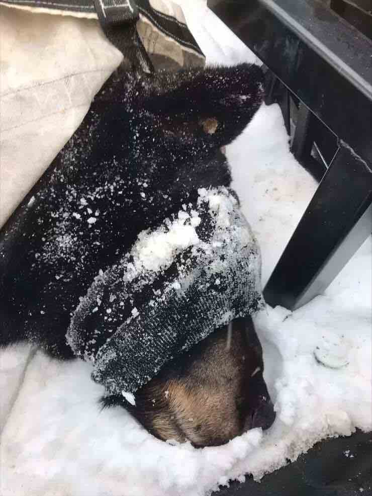 Orso nella neve