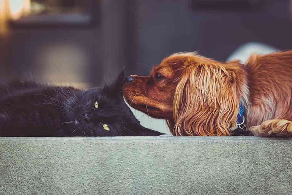 cani e gatti