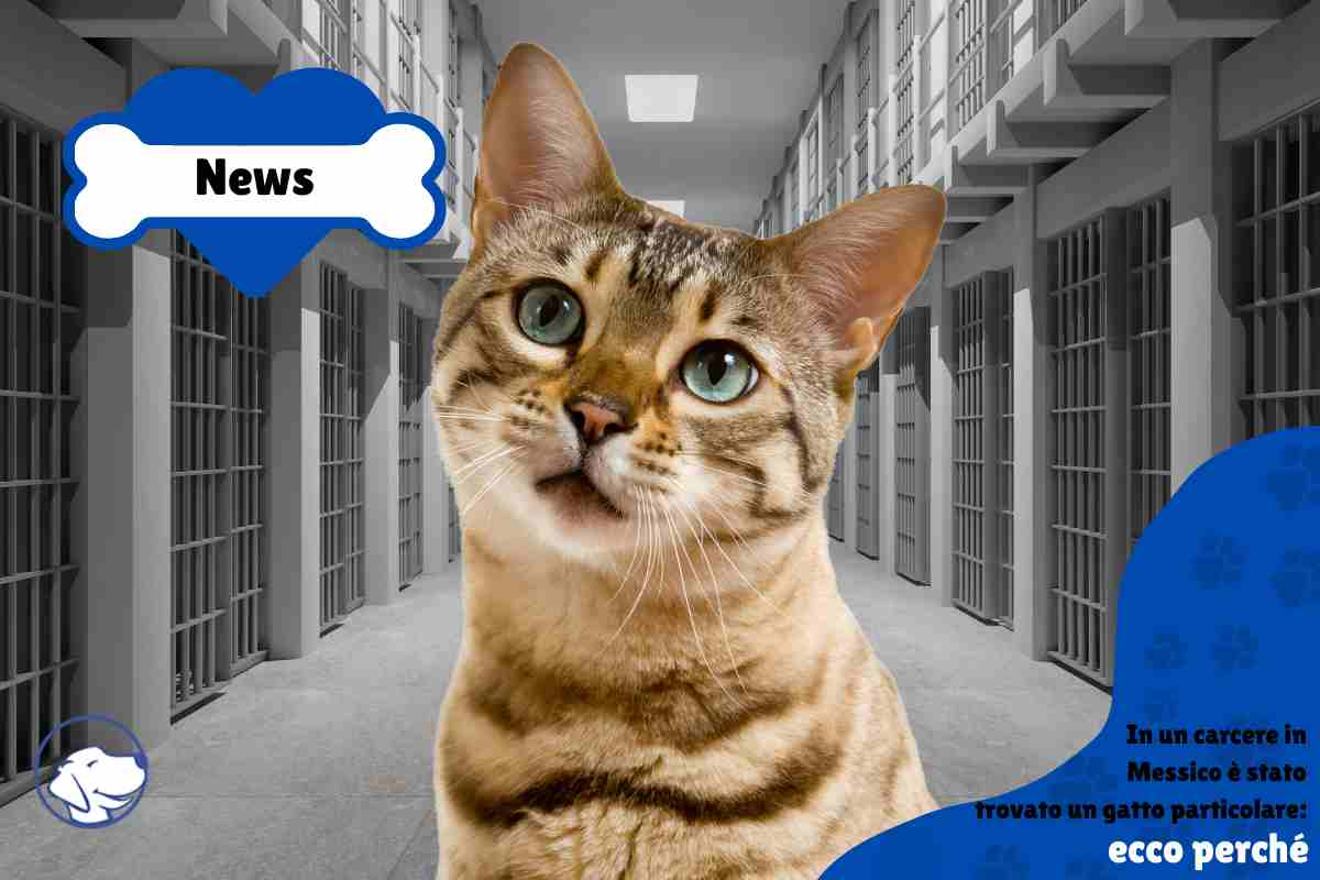 gatto carcere