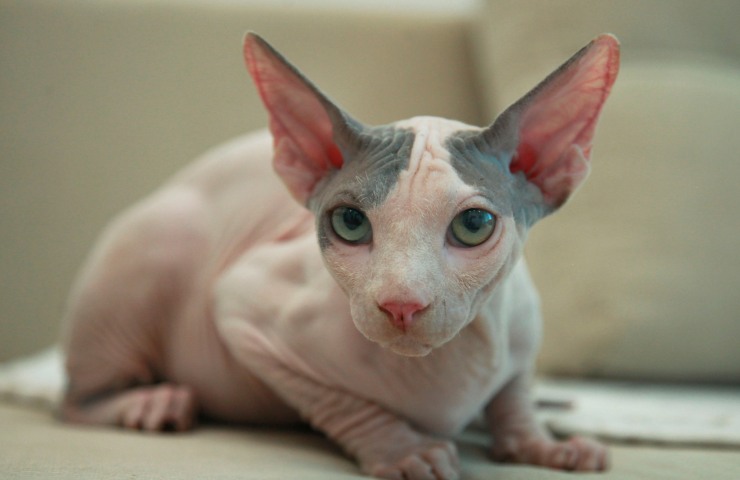 gatto sphinx tatuato