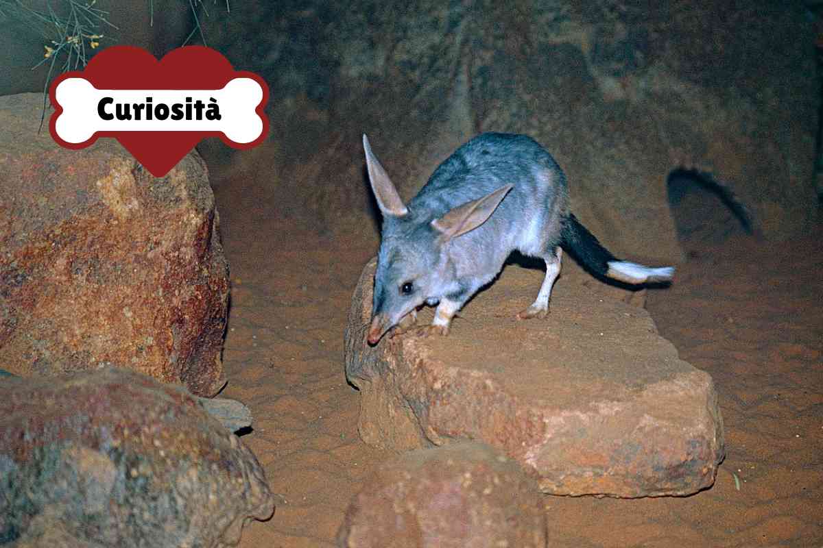 Marsupiale Bilby