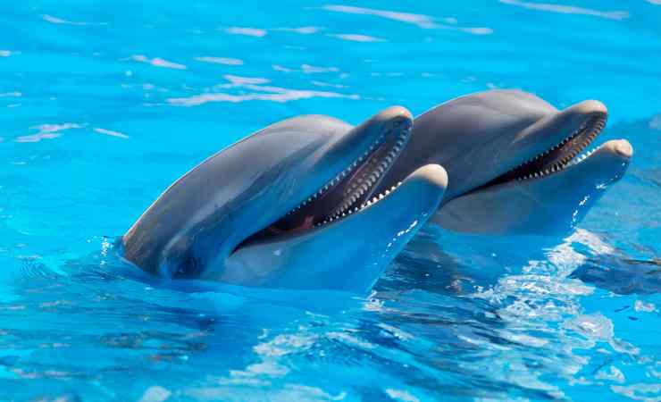 Due delfini 