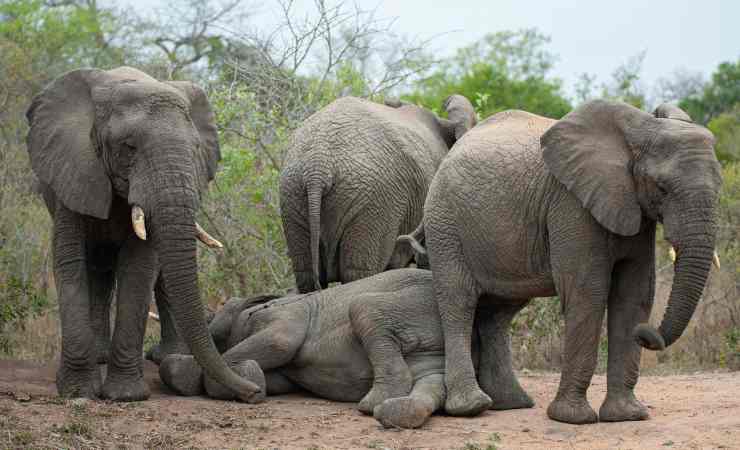 Elefante che dorme