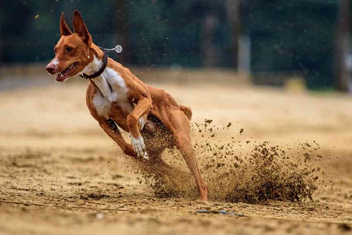 cane che fa sport