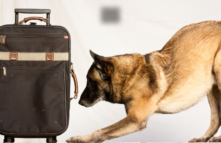 cane controlla valigia