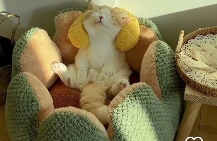 cuscino per gatti 