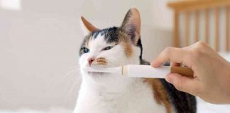 spazzolino per gatti