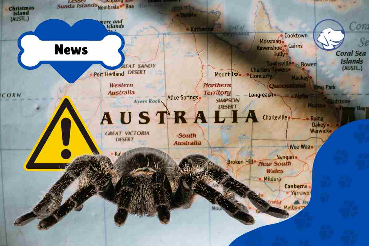 ragno australia