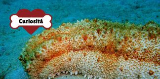 Cetriolo di mare