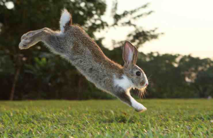 Coniglio che salta