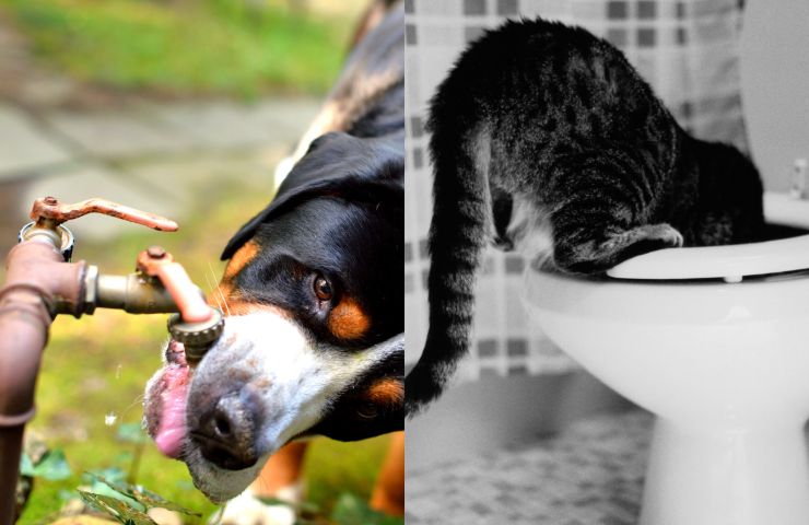 animali bevono rubinetto e wc 