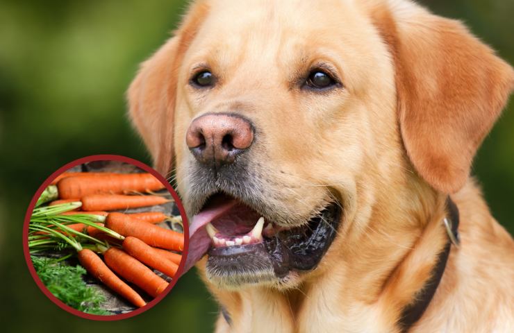 cane carote