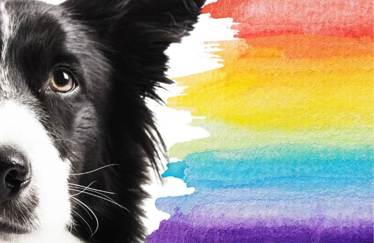 come insegnare al cane a riconoscere colori