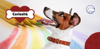 come insegnare al cane a riconoscere colori