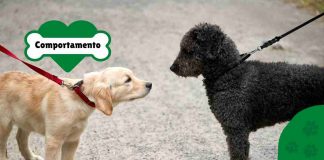 come far socializzare i cani al guinzaglio
