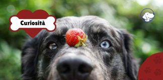 il cane può mangiare le fragole?