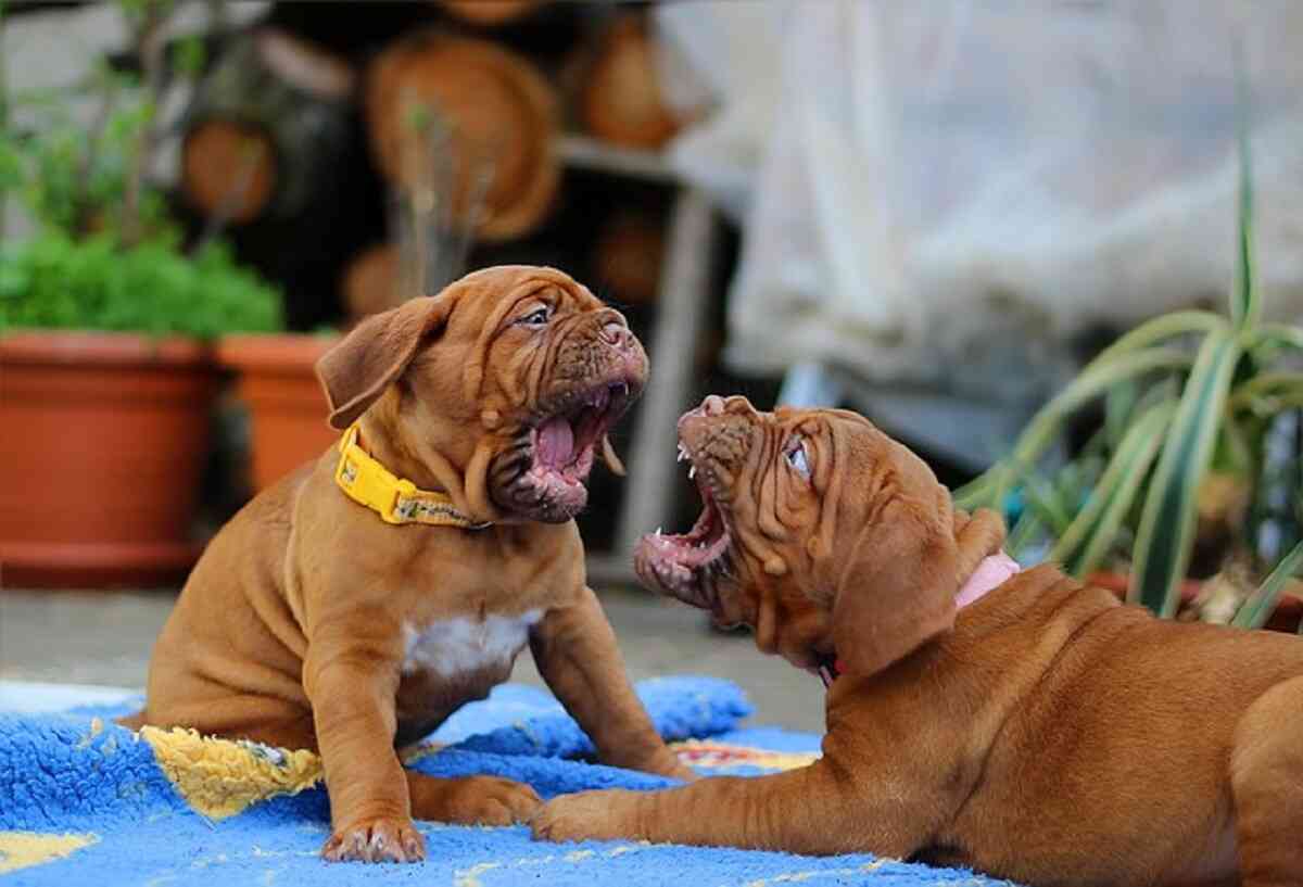 combattimenti tra cani