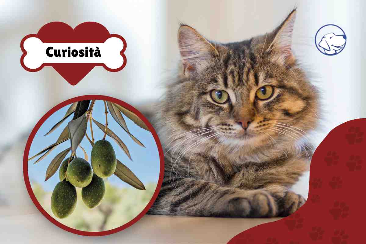 gatti amano le olive
